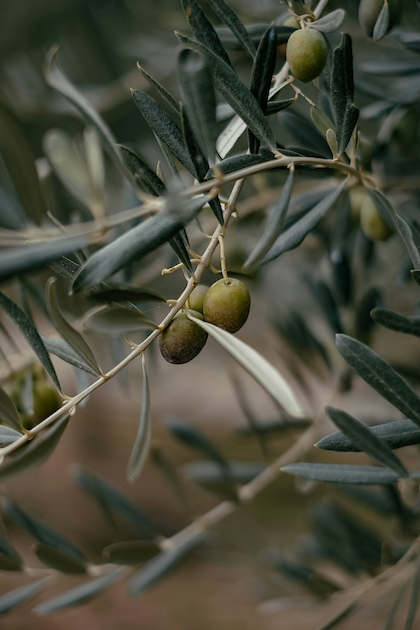 image of oils in the field