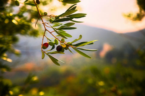 image of olive